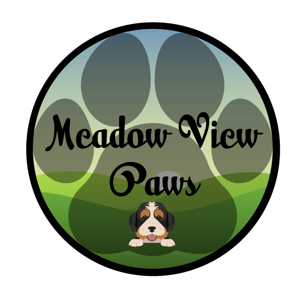 standard-bernedoodles-meadow-view-paws