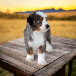 Mini Bernedoodles🐾