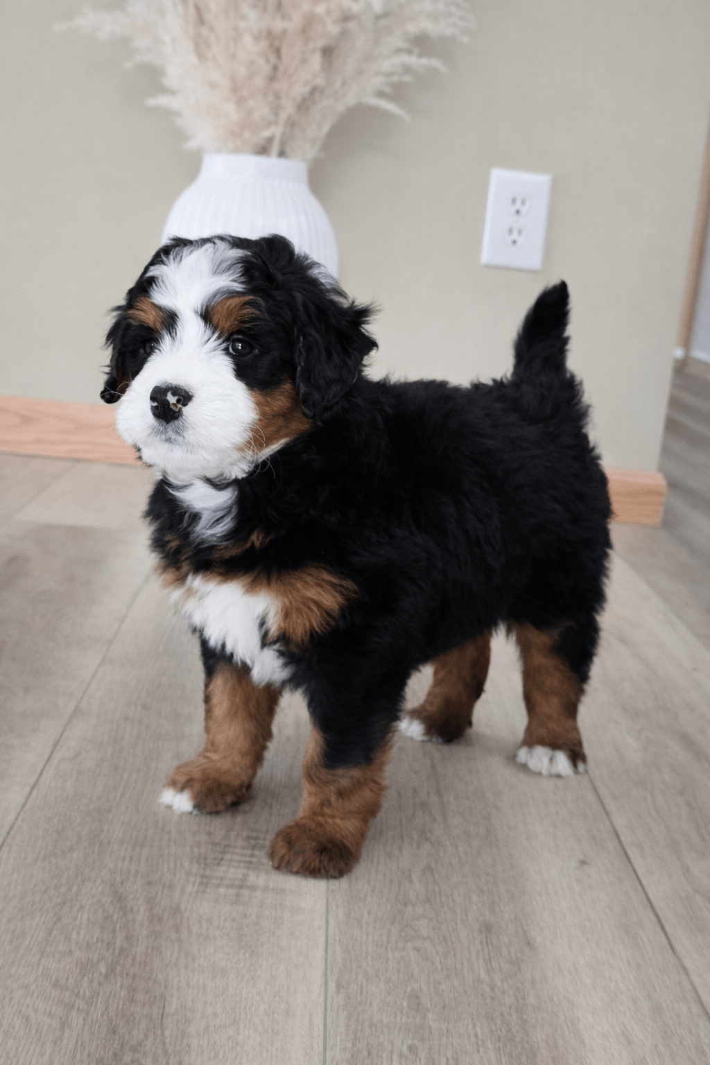 file_00000000c92c722fb372bcb5a3b03483