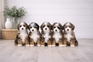 Micro Bernedoodles🐾