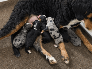 Abigail & Sterling litter