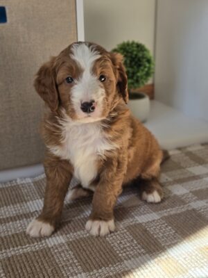 Murphy