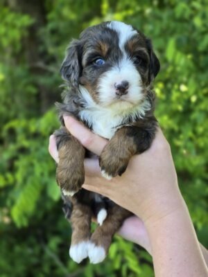 Sadie