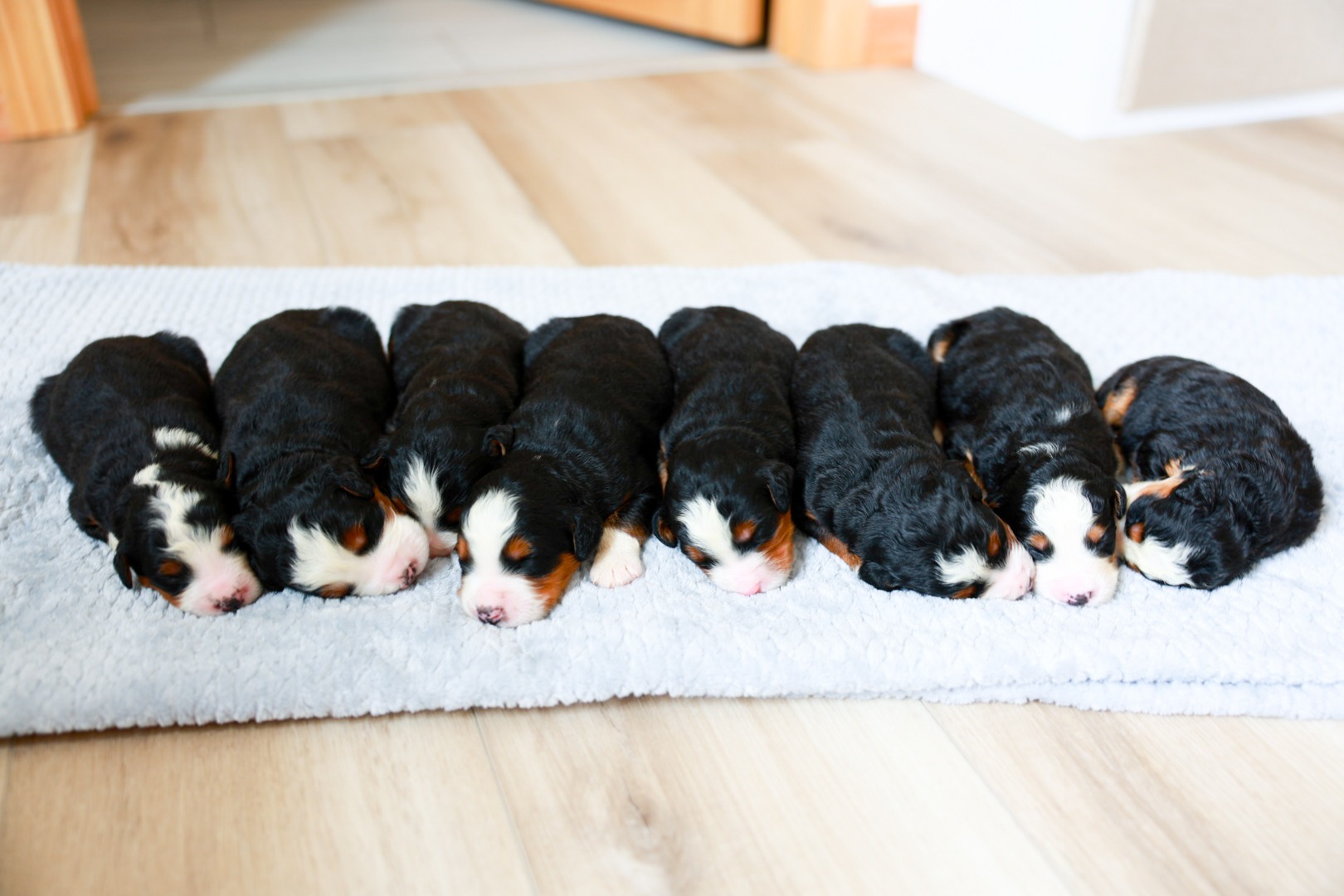River and Thunder Puppies
